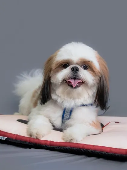 This adorable Shih Tzu is relaxing on a comfy mat during a pop-up shoot. I bring treats and toys to make sure every pet feels comfortable and happy in front of the camera.