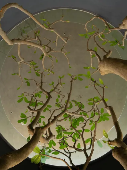 The integration of nature is a key theme, seen in the voids cut for trees and the placement of art and sculpture in the garden. The architecture frames and celebrates the natural environment.