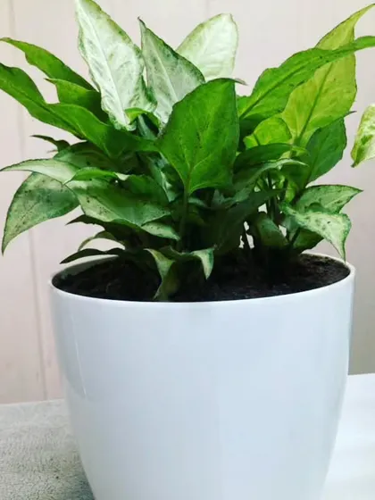 This Arrowhead plant variety shows darker green leaves, offering a different texture for office plant arrangements.