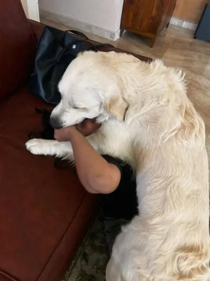 These additional photos showcase the variety of wonderful dogs I have the pleasure of caring for, each with their own unique charm and personality. From playful moments to quiet cuddles, every interaction is special.