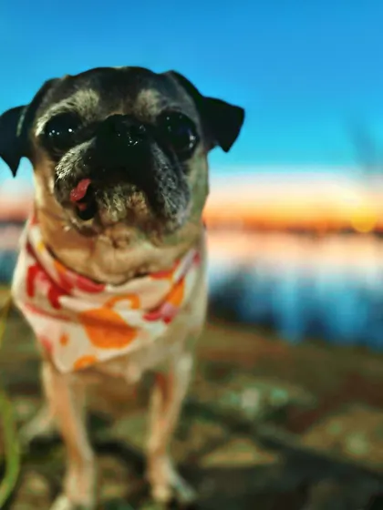 A duplicate image of Elvis, a pug graduate, enjoying a sunset.