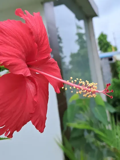 A beautiful red hibiscus flower.