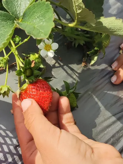 From observing flowers and bugs to playing with our miniature pond, every day is an opportunity to connect with the natural world. These activities are central to our curriculum, encouraging observation and a love for nature.