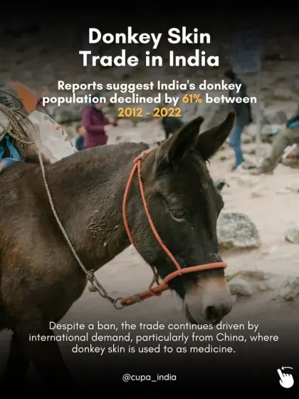 The illegal donkey skin trade is a major threat. India's donkey population declined by 61% in a decade, driven by international demand for their skin, which is used in traditional medicine.