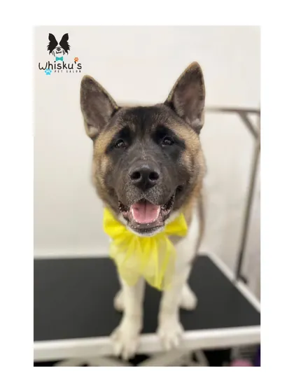 Archie the Akita puppy looking happy and handsome. It's important to get large breeds accustomed to grooming from a young age.