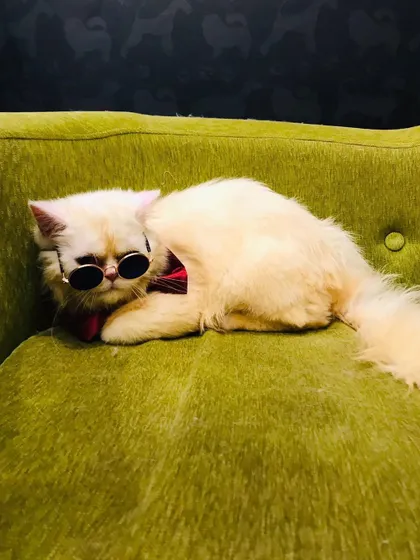 Simba the Persian cat is lounging like a true king. His cool shades and relaxed posture show just how comfortable he is after his grooming.