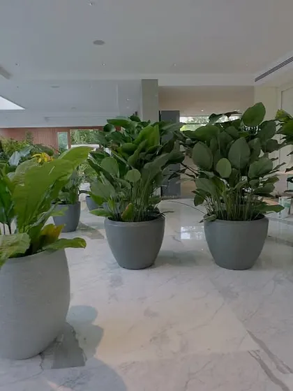 A collection of indoor plants arranged in matching grey pots creates a cohesive and sophisticated look. This setup in a bright, modern hallway features a variety of foliage plants like fiddle-leaf figs and ferns.
