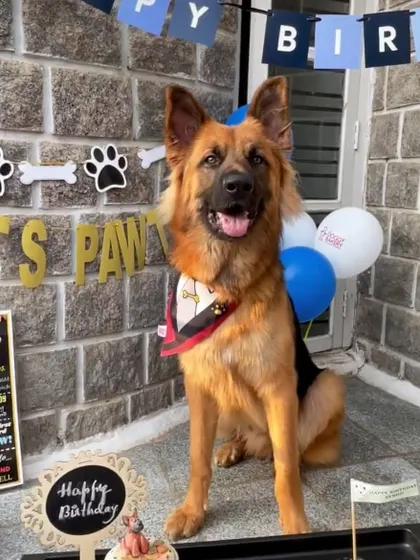 A repeat of the handsome German Shepherd's party, a truly impressive setup that deserves another look.