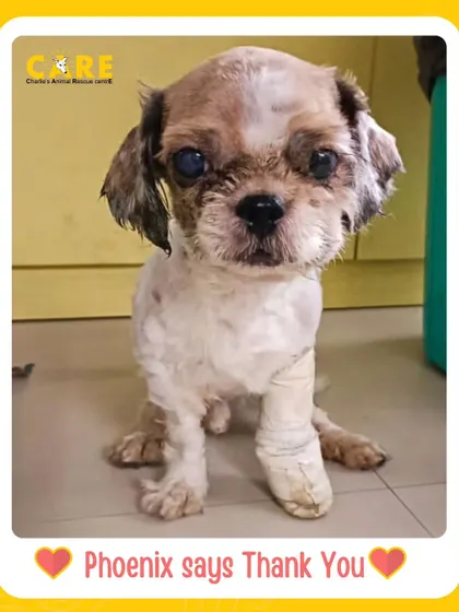 An update on Phoenix. Thanks to the incredible support and our vets' care, he is recovering well. Though he is blind, his spirit is strong, and he is learning to navigate his new world.