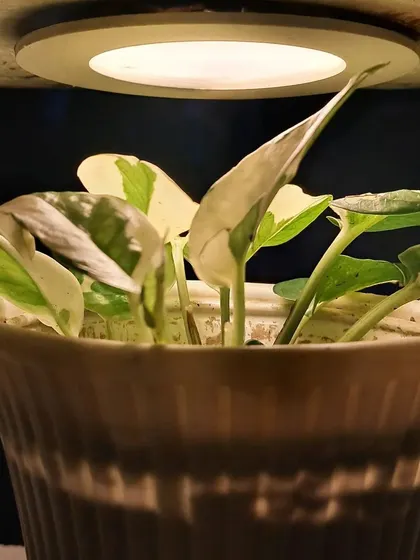 A Pothos plant in a ceramic pot under a light, creating a beautiful decorative effect.