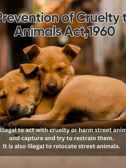 The Prevention of Cruelty to Animals Act of 1960 makes it illegal to harm or relocate street animals. Their territory is their home, and they are protected by law.