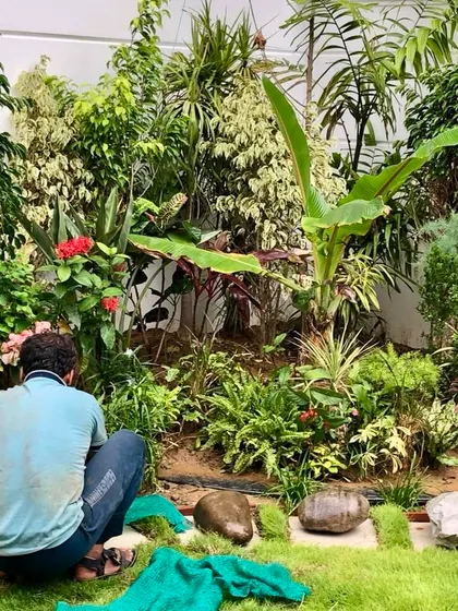 Garden landscaping work in full progress at a Gurugram villa. My team is carefully placing plants and rocks to create a dense, tropical garden bed.