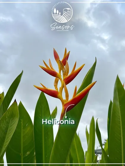 The vibrant, bird-like flower of a Heliconia plant against a cloudy sky. We chose this plant for the White Lake Resort project for its dramatic, tropical appeal and its ability to thrive in the local climate.