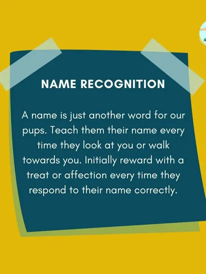Name recognition is the first step in communication. I teach owners how to make their puppy's name a positive word by rewarding them with treats or affection every time they respond, building a foundation for listening.