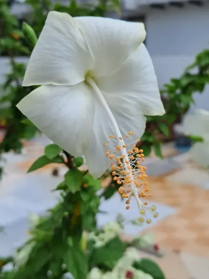 A side profile of a white hibiscus, highlighting its long, elegant stamen.
