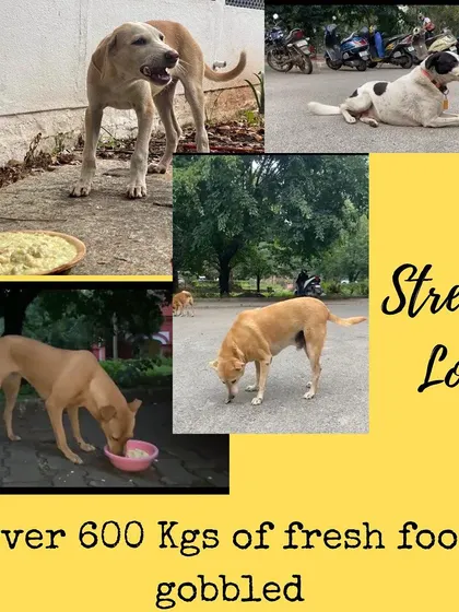This collage celebrates the many street dogs we've been able to feed thanks to our community. From the shy ones to the brave ones, we are committed to providing them all with a reliable source of good food.