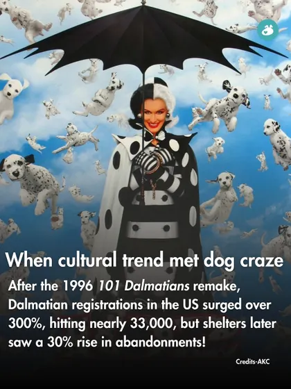 The 1996 "101 Dalmatians" remake caused a 300% surge in Dalmatian registrations, but sadly also led to a 30% rise in abandonments later.
