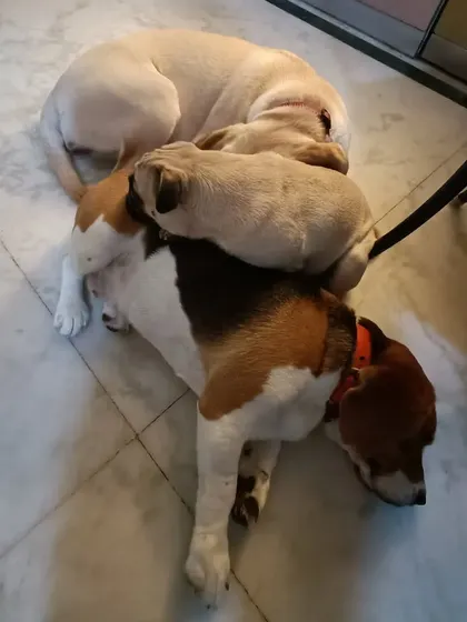 The cuddle puddle gets cozier. These three friends of different breeds and sizes feel so comfortable and safe with each other that they've piled up for a nap.