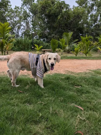 Buddy enjoying the outdoors in his stylish striped shirt. He loves going for walks and exploring new places. If you are an active person or family, he could be your perfect match.