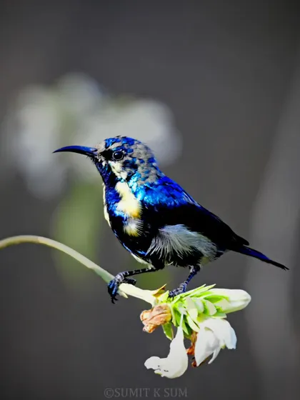 A male Purple Sunbird in its eclipse plumage, a transitional phase where it shows patches of both its breeding and non-breeding colours.