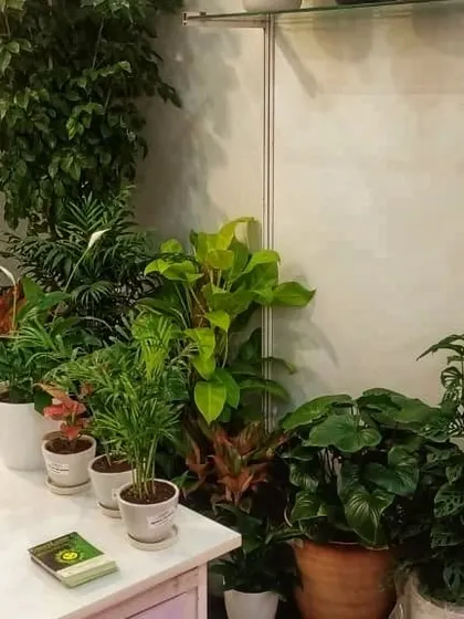 This was part of my display at the MSME Startup Expo at the World Trade Centre. I showcased a variety of indoor plants like Monsteras and Philodendrons to demonstrate how to create a lush corner in any space.