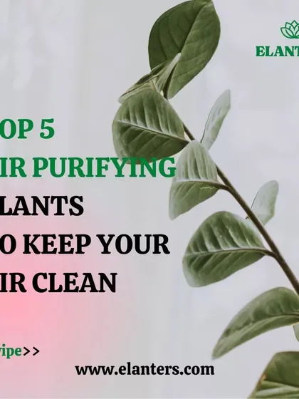 Why use artificial purifiers when nature provides the best? This series introduces my top 5 plant recommendations for cleaner air.
