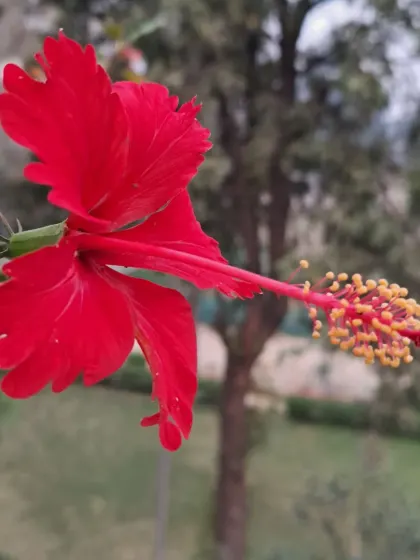Another view of the red hibiscus.