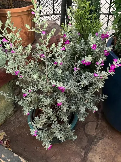 This Nikotia bush shows its natural, dense growth habit when not shaped as a topiary. It's a versatile plant that thrives in full sunlight, making it ideal for sunny terraces.
