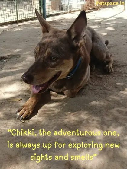 This is Chikki, our little adventurer, taking a break after a busy morning of exploring. He loves sniffing out every corner of our play area, showcasing the curiosity we love to see in our happy boarders.