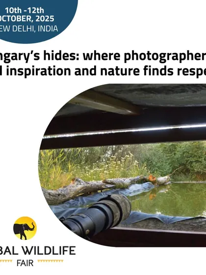 A view from inside a photography hide in Hungary, a technique we teach in our workshops. We offer rare opportunities in the Delhi NCR to learn and practice hide photography for respectful wildlife observation.