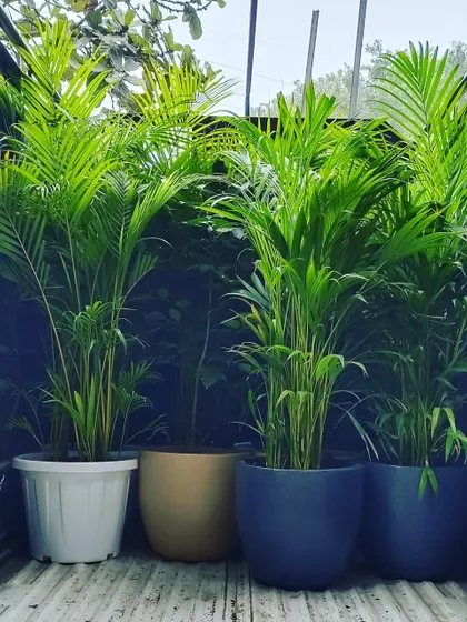 A look at a recent delivery, showcasing the variety within my modern collection. You can see a white fluted plastic pot, a gold metallic planter, and two different sizes of matte blue pots, all ready for their new homes.