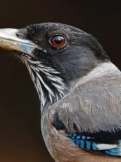 A portrait of a Black-headed Jay. The shot provides a clear view of the streaked white feathers on its throat, which contrast with its dark head and grey body.