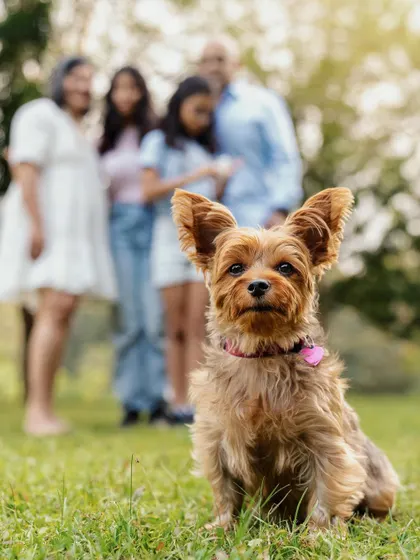This little Yorkie is the clear star of the show, sitting proudly in the foreground while its loving family smiles in the back. It’s a fun way to show who really runs the household!