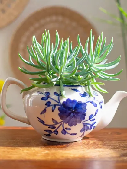 The Fleur teapot planter is the perfect size for small succulents, creating a charming and magical display for your desk or shelf.