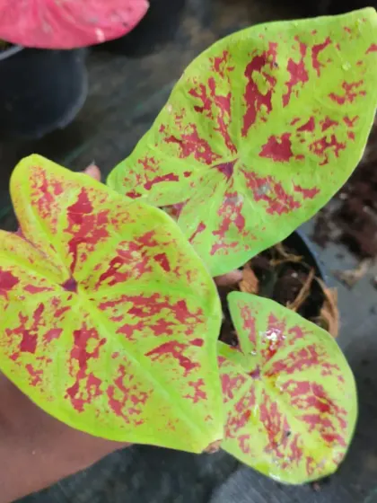 A lime-green Caladium with red speckles.