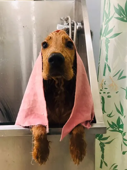 Churro is peeking out of the bath, looking adorable even while soaking wet. Bath time is the first step to a fabulous glow-up.