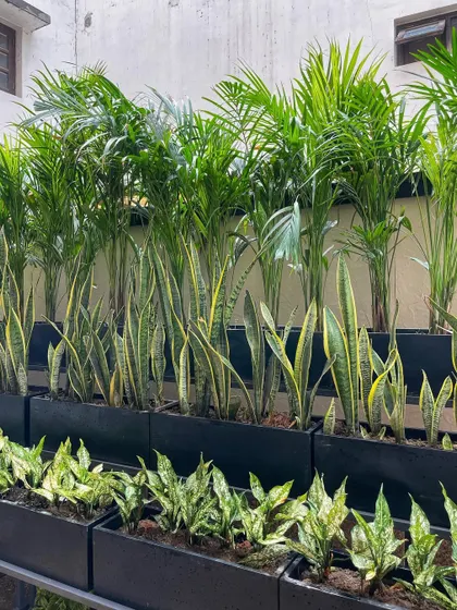 A straight-on view of the layered planting in our black fiber boxes. The combination of different heights, textures, and shades of green creates a visually interesting and lush display.