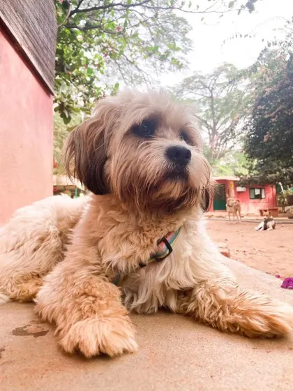 This fluffy friend is sending love to everyone on Valentine's Day from all of us at PetStepin.