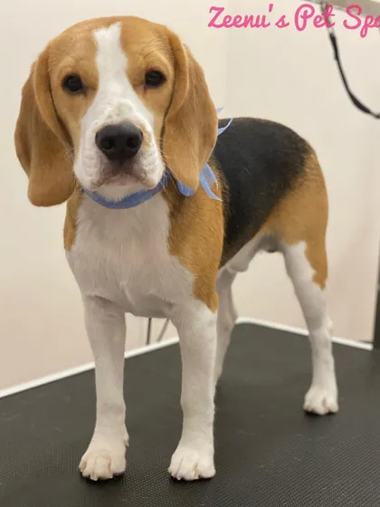 Vito the Beagle standing proud after his grooming. His coat is sleek, his nails are trimmed, and he's looking like a true show dog.