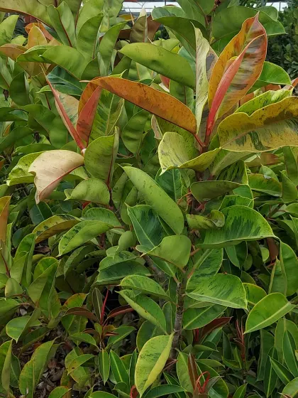 A variegated Rubber Plant (Ficus elastica 'Tineke') with beautiful patches of cream, pink, and green on its leaves.