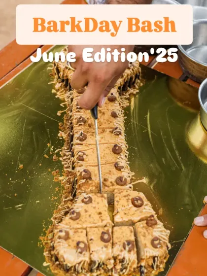A close-up of our signature bone-shaped cake for the monthly Barkday Bash. It's sliced and shared among all the attending birthday pups.