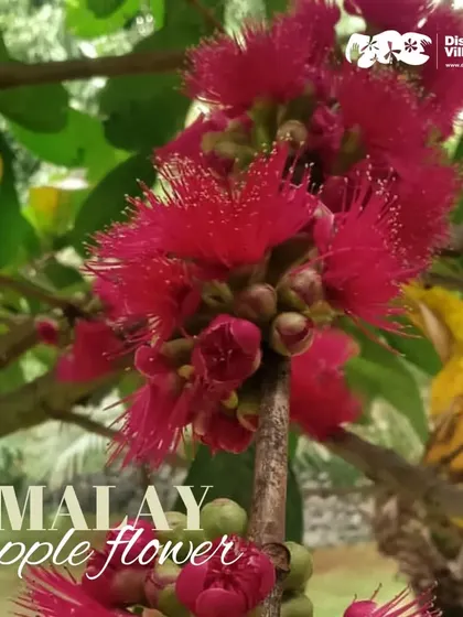 A close-up of the stunning pink Malay Apple flower, a testament to the beauty of nature we cultivate.