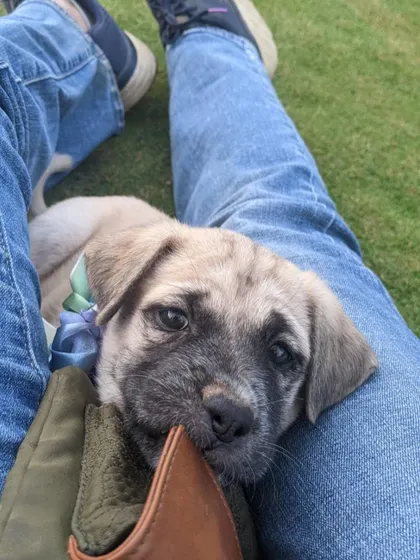 ADOPTED! Little Fiona looking up with so much love. We ensure all our puppies are vaccinated and dewormed before they go to their new homes.