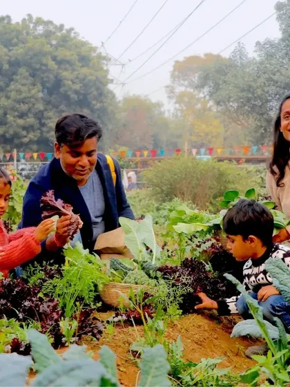 A family works together to pick lettuce. It’s a perfect activity for all ages and a great way to teach children about teamwork and where their salad comes from.