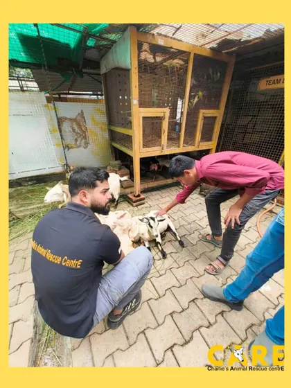 Visitors from the Diya Foundation get to meet some of our rescued goats and kids. Our shelter is home to a variety of animals, and we love when visitors connect with all of them.