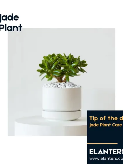 A beautiful Jade Plant in a modern white pot. Known as a lucky plant, it's a wonderful and easy-to-care-for addition to any home.