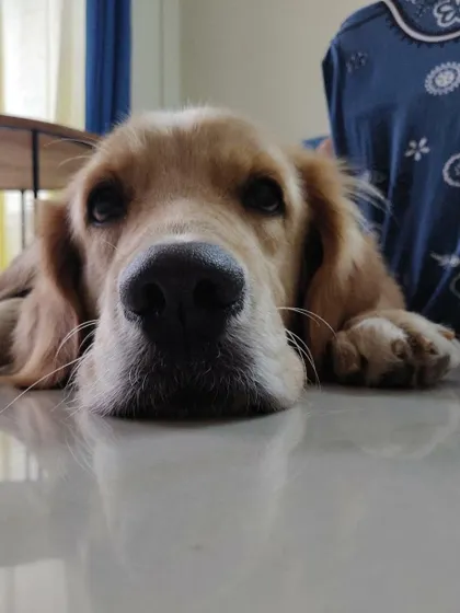 A soulful close-up of Goldy, who is now adopted. She is a friendly girl who is great with dogs and kids.