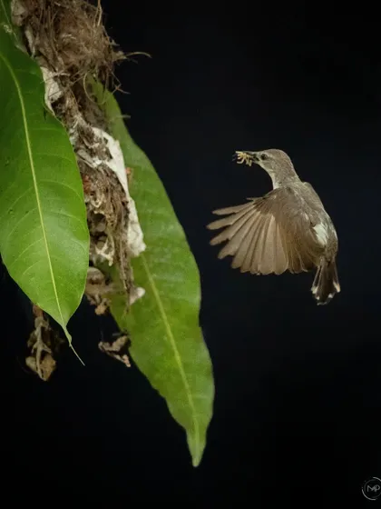 A different angle of the sunbird mother returning to her nest with an insect for her chicks.