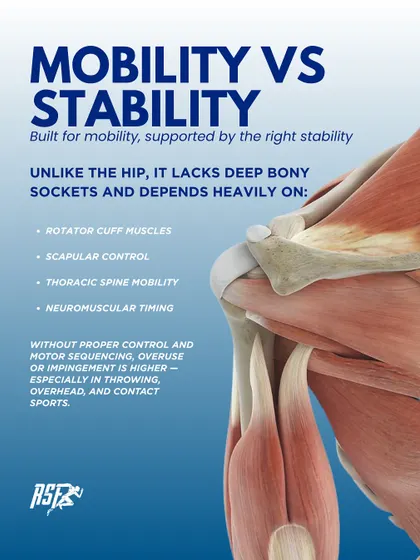 The shoulder is built for mobility but depends on stability from the rotator cuff, scapula, and thoracic spine. Without proper control, the risk of overuse or impingement is high.