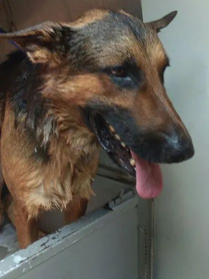 A German Shepherd looking content after a good scrub down in our mobile grooming van. We get deep into the coat to remove all the city dust and leave your dog feeling completely refreshed.